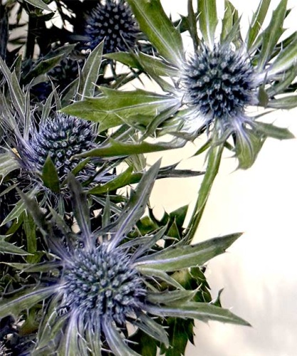 eryngium-planum-orion-blauwe-distel-dentergem-bloemschikmateriaal