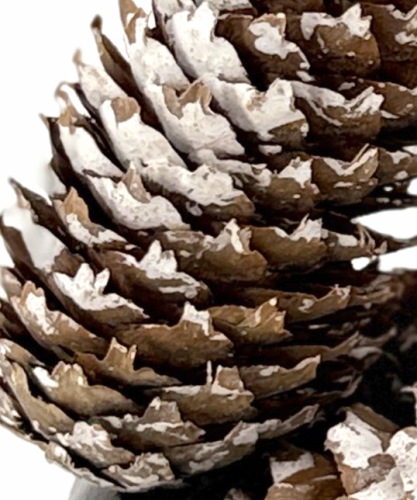 Fijnspar-white-tip-20-st-besneeuwd-bloemschik-decoratie