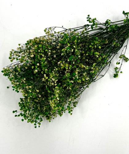 Gipskruid-Gypsophila-appel-groen-droogbloemen-bloemschikken