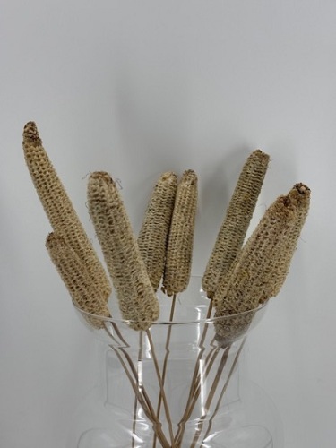 Maiskolven op steel 10 st.