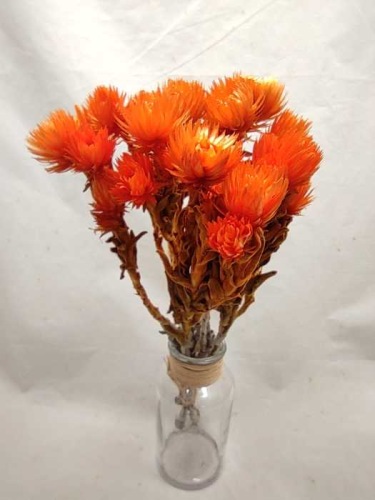 Helichrysum cape orange - Trockenblumen