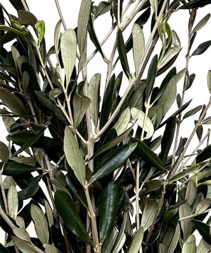 Olijf-takken-200-gram-bladgroen-bloemschikmateriaal-dentergem