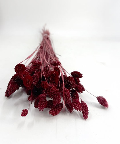 Phalaris Bordeaux - Droogbloemen