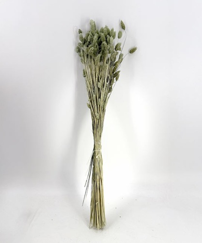 Phalaris ijs groen - Droogbloemen