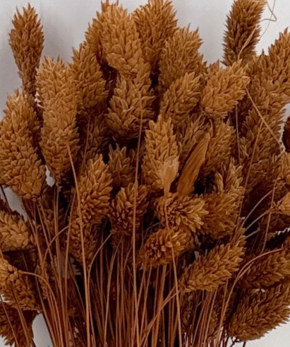 Phalaris terracotta - Droogbloemen