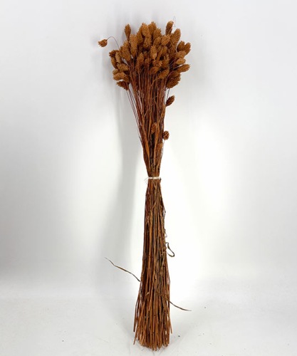 Phalaris terracotta - Droogbloemen