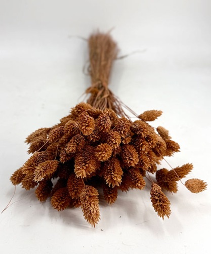 Phalaris terracotta - Droogbloemen