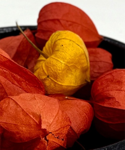 gedroogde Physalis oranje lampionnaturel