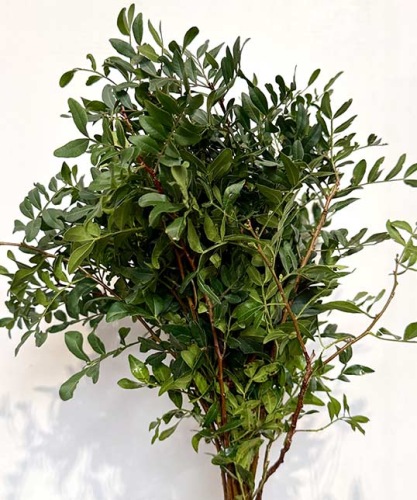 pistacheblad-Pistacia-Biedermeier-bladgroen-bloemschikken-boeketten-dentergem