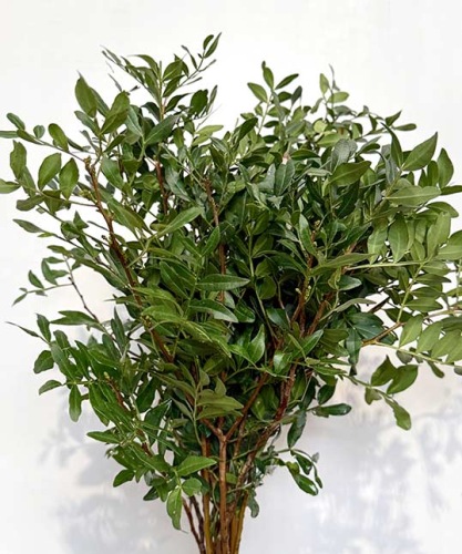 pistacheblad-Pistacia-Biedermeier-bladgroen-bloemschikken-boeketten-dentergem