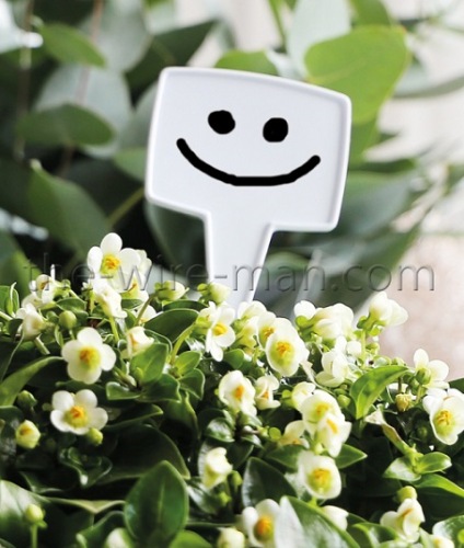 Plantensteker 12 st. Wit