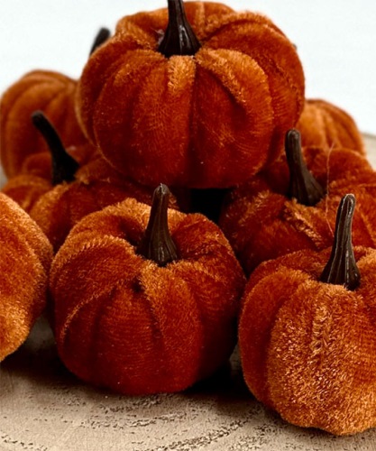 Pompoenen Fluweel 8 st.