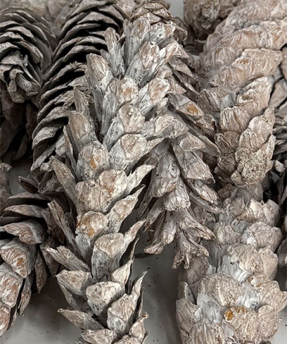 STROBUS-NATUREL-WHITE_WASH